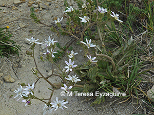 Leucheria glacialis