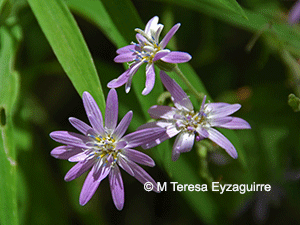 Leucheria thermarum