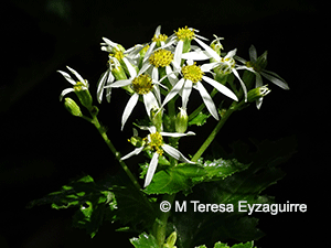 Senecio acanthifolius