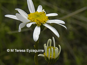 Senecio arnicoides