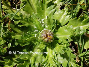 Senecio breviscapus