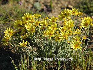 Senecio brunonianus