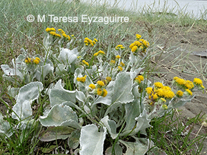 Senecio candidans