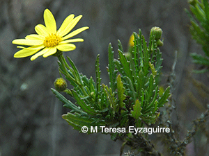 Senecio coquimbensis
