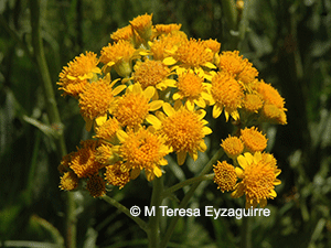 Senecio fistulosus