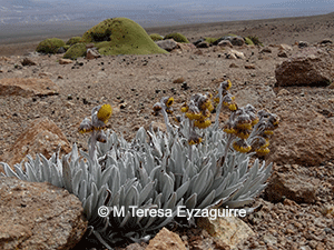 Senecio keshua