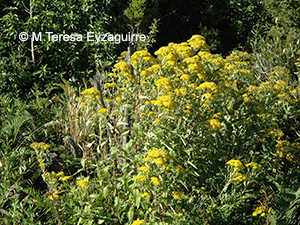 Senecio otites