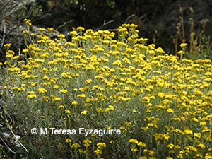 Senecio patagonicus