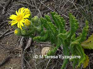 Senecio planiflorus