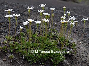 Senecio trifurcatus