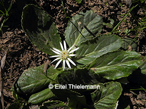 Chaptalia exscapa var. chilensis - Fundación R.A. Philippi