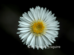 Symphyotrichum vahlii