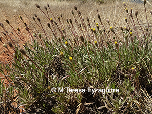 Haplopappus poeppigianus