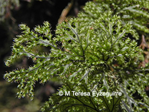 Hymenophyllum tortuosum