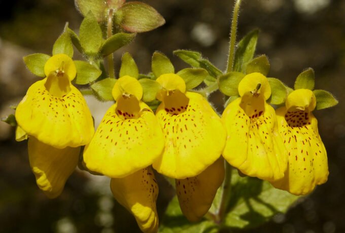 Capachito Calceolaria crenatiflora