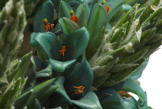 Chagual Puya alpestris ssp. zoellnerii