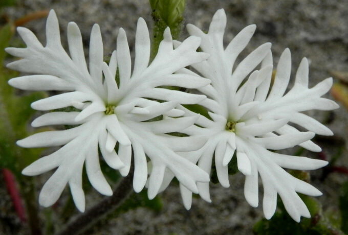 Clavelillo Schizopetalon walkeri