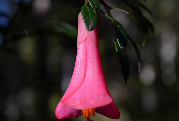 Coicopihue Philesia magellanica