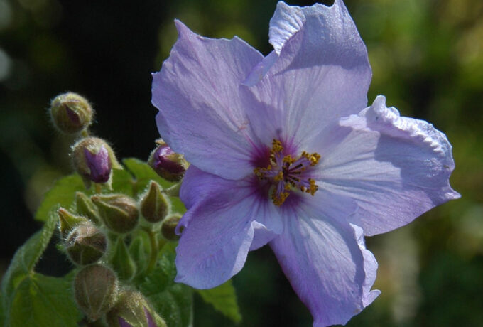 Huella chica Corynabutilon ochsenii