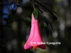 Philesia magellanica