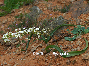 Oziroë biflora