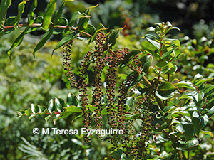 Coriaria ruscifolia