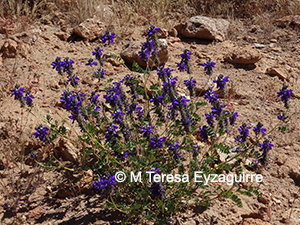 Dalea moquehuana
