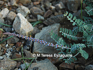 Errazurizia multifoliolata
