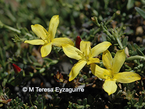 Menodora linoides