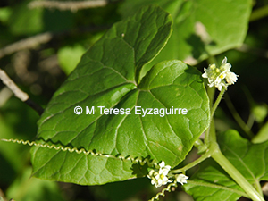 Sicyos baderoa var. baderoa