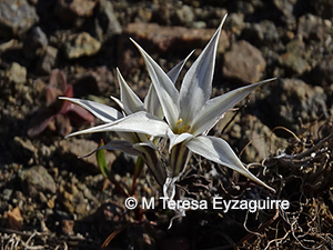 Tristagma patagonicum