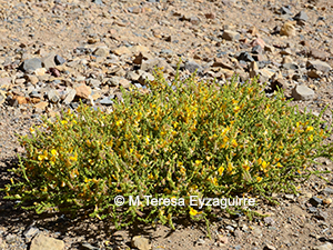 Adesmia atacamensis