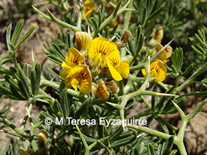 Adesmia gracilis