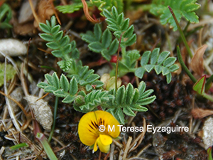 Adesmia pumila