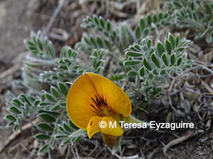 Adesmia villosa