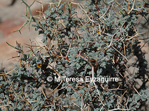 Adesmia spinosissima