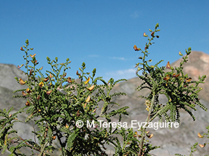 Adesmia verrucosa
