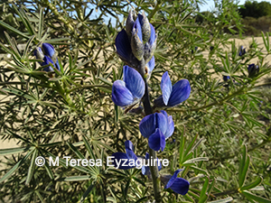 Lupinus angustifolius