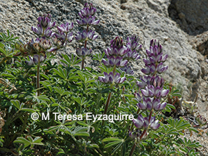 Lupinus microcarpus