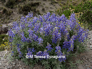 Lupinus oreophyllus