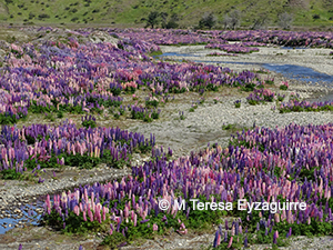 Lupinus polyphyllus