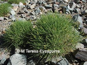 Adesmia aphylla