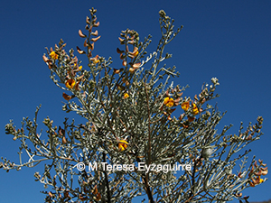 Adesmia argentea