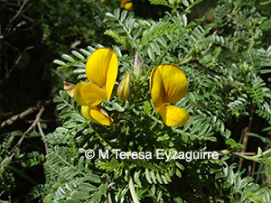 Adesmia propinqua