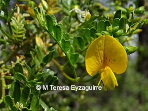 Adesmia resinosa