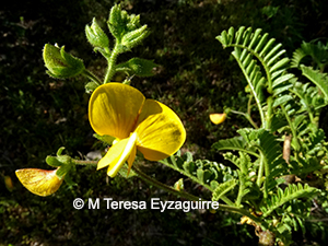 Adesmia viscosa