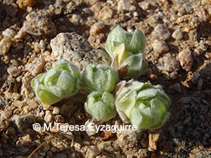 Psilocarphus brevissimus