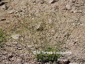 Adesmia aspera