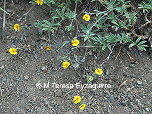 Adesmia longiseta