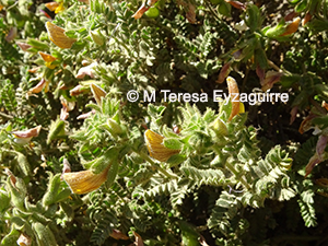 Adesmia monosperma
